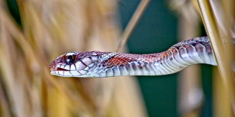 dominik-vanyi-419169