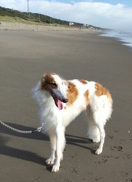 【茨城】大型特定犬「ボルゾイ」が逃走！人に危害加える恐れ、注意喚起
