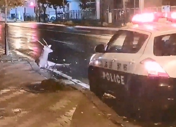 【北海道】道路脇にへたり込むシカ…車にはねられ足を骨折 必死に立ち上がろうとするも動けず安楽死処分に