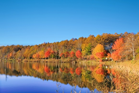 ジジイになっても桜や紅葉の良さがわからねえ
