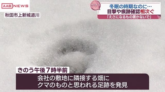 【秋田】年明けもクマ目撃情報相次ぐ！情報マップシステム「クマダス」によれば今年になって４２件の情報が寄せられる