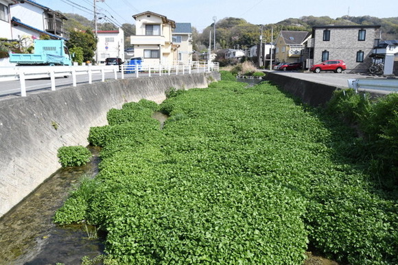 【????】川に異変、外来種のクレソンが大繁殖！