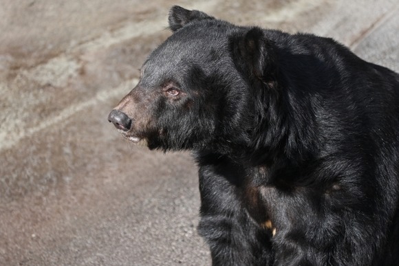 【岩手】キノコ採り中にクマに襲われる　男性逃げ出し…女性の遺体発見