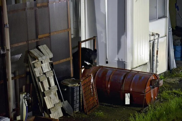 クマ駆除の自治体に「殺すな」抗議続く、中には「威圧的言動で１時間電話」「職員を無断撮影し投稿」も