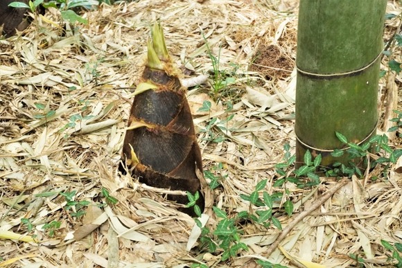そこら辺に生えてるタケノコって食えるんか？