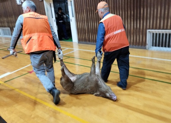 【福岡】７０歳男性「イノシシを捕まえるには、手で捕まえられる度胸と、どう対処するかの判断力が必要だ」　駆除の一部始終を語る