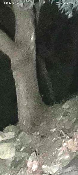 460