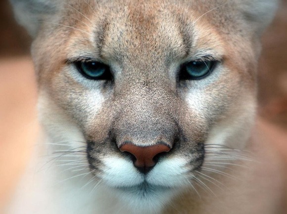 Cougar_closeup (1)