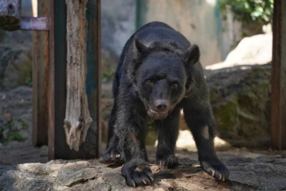 【悲報】クマが一度に12頭現れる・・・