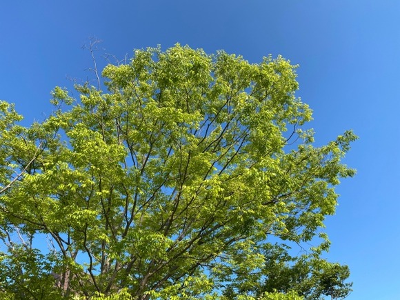 「木の葉が飛んできて庭の掃除が面倒」公園のケヤキに穴開け除草剤注入して枯れさせる…容疑の男逮捕