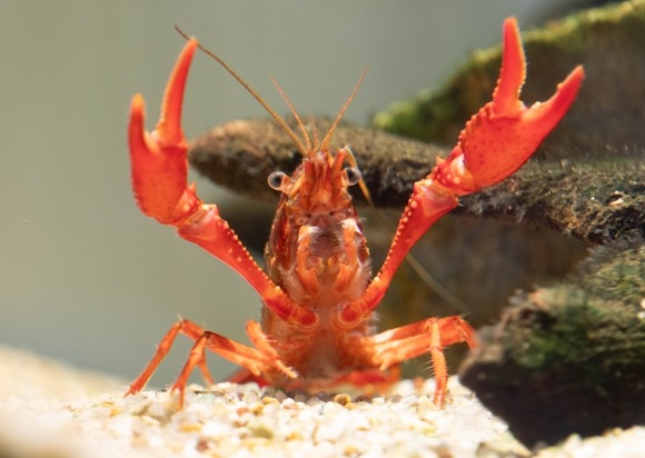 ザリガニって美味いのになんで日本人は食わんのや？