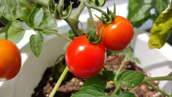 プランターで野菜を育ててる奴いる？