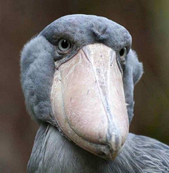 131