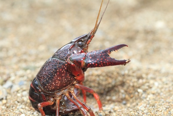 「外来種は殺していい？」アメザリ踏みつぶす子ども…