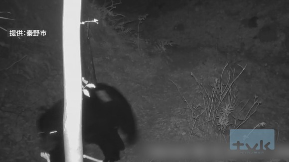 秦野市弘法山公園付近でツキノワグマが再出没　今月20日に放獣した個体と同一