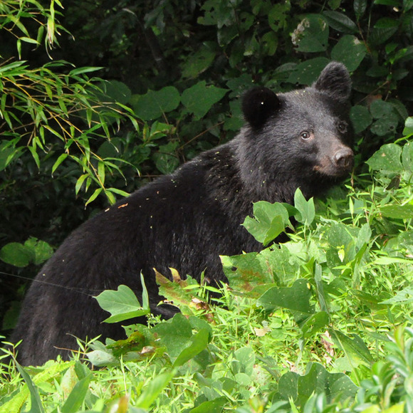 メディアの過激な「クマ被害」報道が四国のツキノワグマを絶滅に追い込む