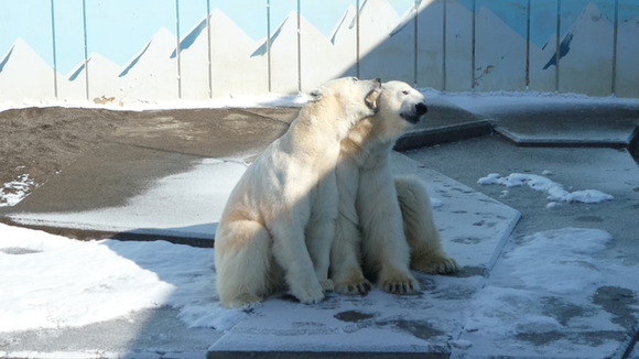 【釧路】人気者のホッキョクグマ、ミルクが死ぬ…オスと繁殖同居中に襲われる