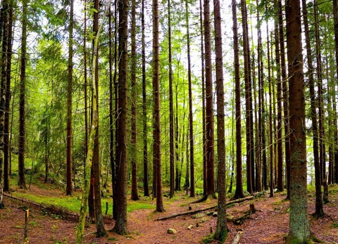 forest