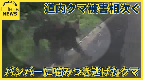 ヒグマが車と衝突→バンパーに噛み付き逃走　バンパーには牙の跡