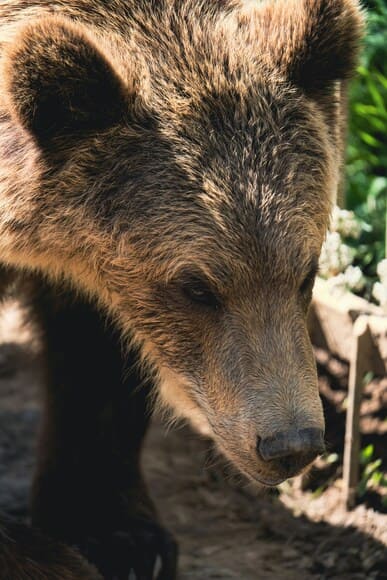 北海道で山仕事してる。クマ対策はトラロープとスプレー