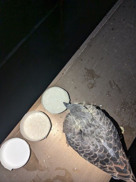 【悲報】ベランダにとまった鳥さん、動かない