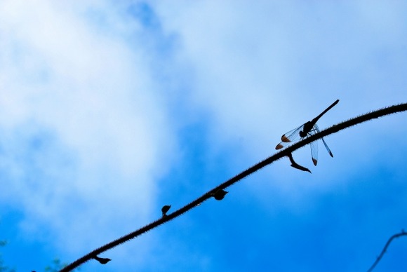 1990年に比べて昆虫の数が8-9割減少←これ本当なん？