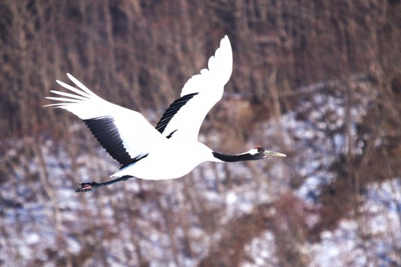 見知らぬ人「日本の国鳥は何でしょう？」 ぼく「えっ！？つ、鶴……？」 人「ハァ……（蔑んだ目）」