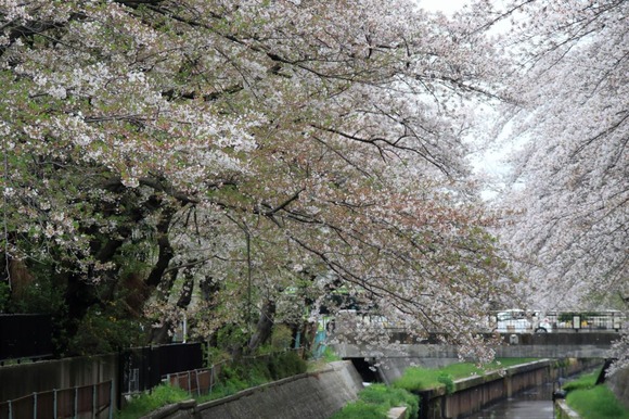 【画像】桜の写真撮ったよ♪