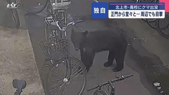 【岩手】正門から堂々と…クマが高校敷地に侵入