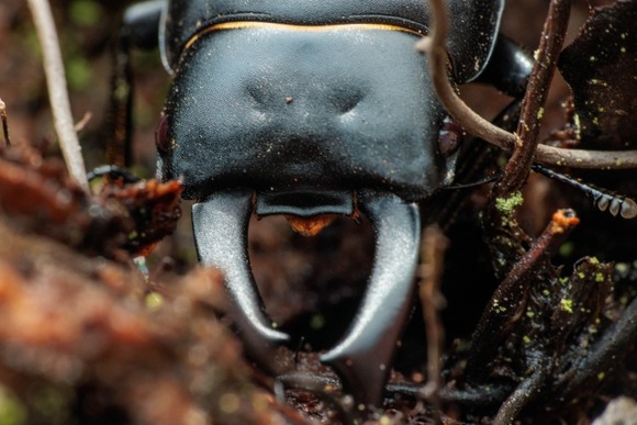 【画像】ワイのクワガタ、かっこよすぎる