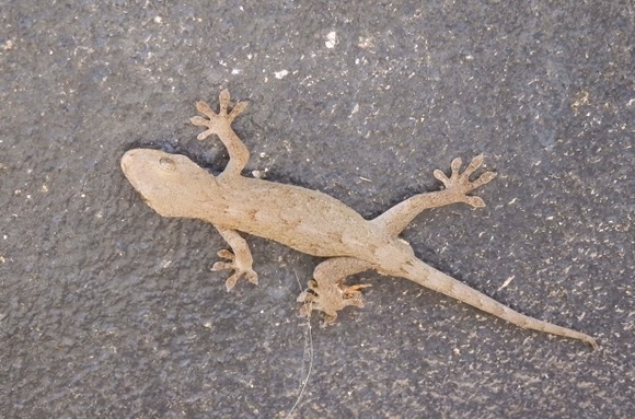 九大入試で出題ミス…イモリとヤモリを間違う　どちらか両生類か分からん奴はおらんよな