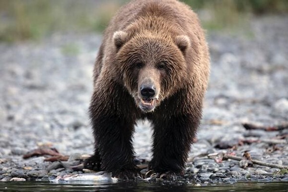 ヒグマの天敵、たったの4種類しかいなかったことが判明してしまうｗｗｗｗｗｗｗｗｗｗｗ