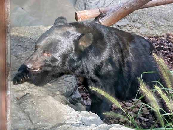 日本熊森協会、「クマ側」につく