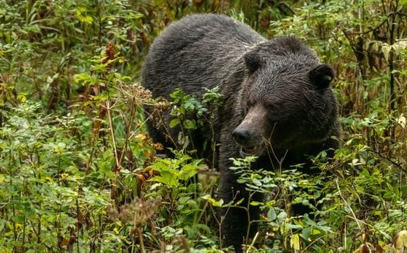 【北海道】人への警戒心低いヒグマを札幌市内で駆除、人と遭っても逃げず…付近の大学や高校は臨時休校