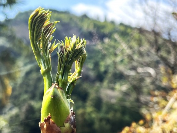 山菜の中でタラの芽だけ異常にうまくね？