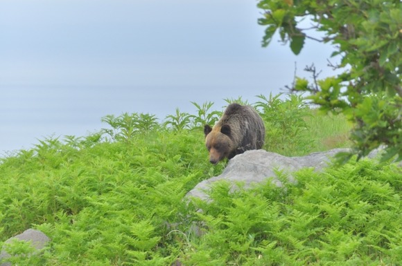 ヒグマ町議「ボク悪くないもん！」から一転、謝罪ｗｗｗｗｗｗｗｗｗｗｗ