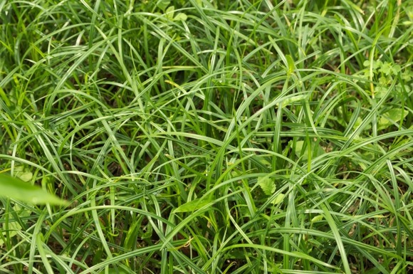 わいんちの雑草、限界突破ｗｗｗｗｗｗｗｗｗｗｗ