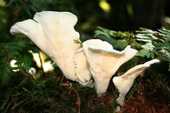 Pleurocybella_050919low (1)