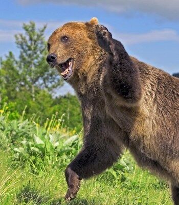 専門家「クマの初手は左手が多い」
