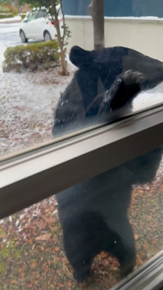 クマが立ち上がり窓ガラスに前足かける…市街地の会社従業員「かわいいなんてものじゃない」