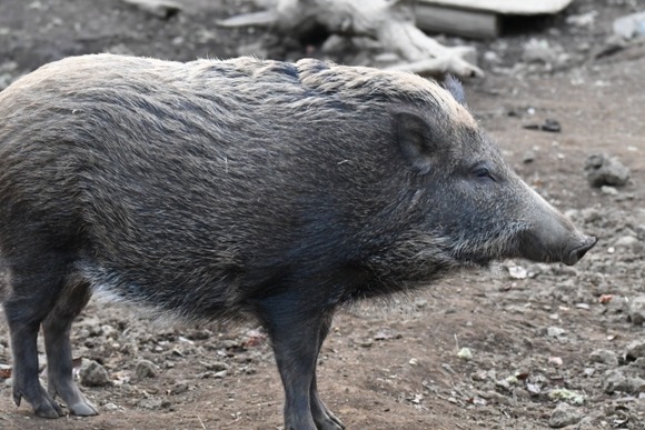 【狩猟】イノシシ駆除中に襲われ女性重傷…くくりわなのワイヤ切れる