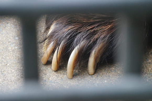 クマ「あれ？もしかしてヒトカス頭殴ったら一発やん？ｗ」