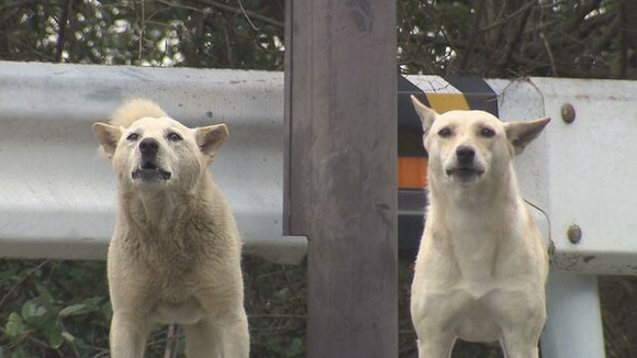 【和歌山】約50頭の『野犬』うろつく港町「突然襲ってくる可能性も...」夕方に“一斉遠吠え”...夜中の激しい鳴き声に「寝られへんねん」