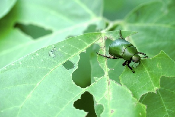 蒸し暑くなって、家のドアの前に飛ぶ系の虫が大量に集まるようになってきた…マジで助けてくれ