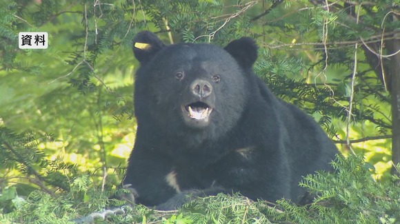 【長野・大町市】クマに襲われる　40代女性が大けが　犬の散歩中に頭や両腕を引っかかれる