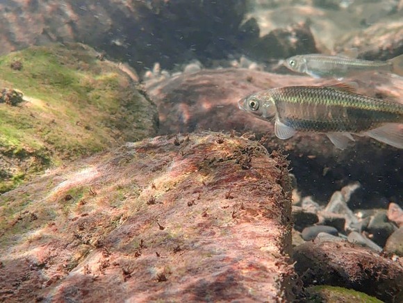 51-1