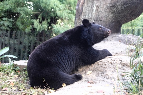 そういえば最近クマ出ないよね