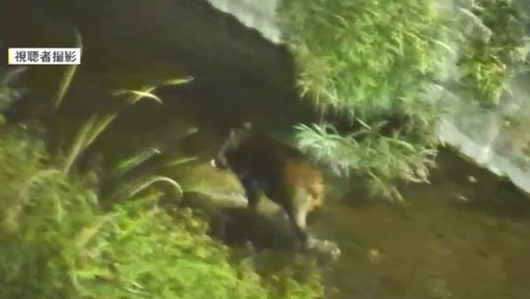 【福岡】住宅街にイノシシ出没！5時間逃走しポールにぶつかり死ぬ