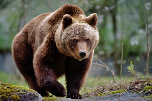 〈クマの殺処分に「かわいそう」の抗議〉「（クマの代わりに）お前が死ね！」の暴言も…ネット社会で巻き起こる論争に抜け落ちていること