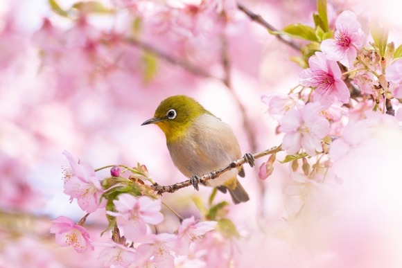 鳥について質問あればどうぞ